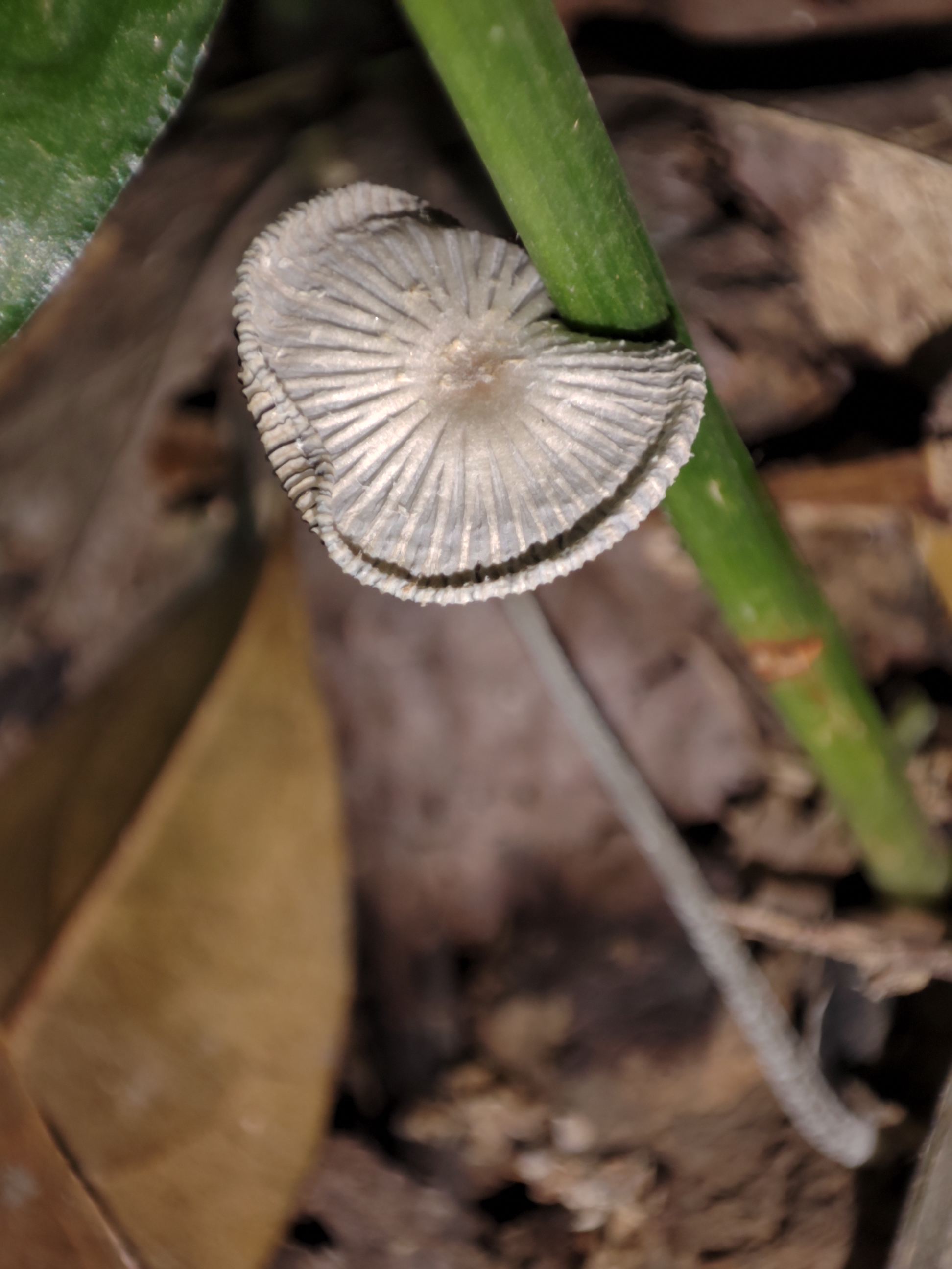 mushroomimage
